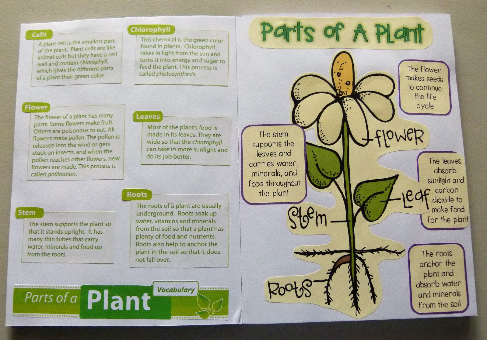 What is opinion essay image