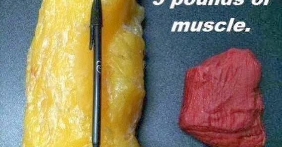 Time To Get Fit 5 Pounds Of Fat Next To Five Pounds Of Muscle Time To Get Fit 5 Pounds Of Fat Next To Five Pounds Of Muscle