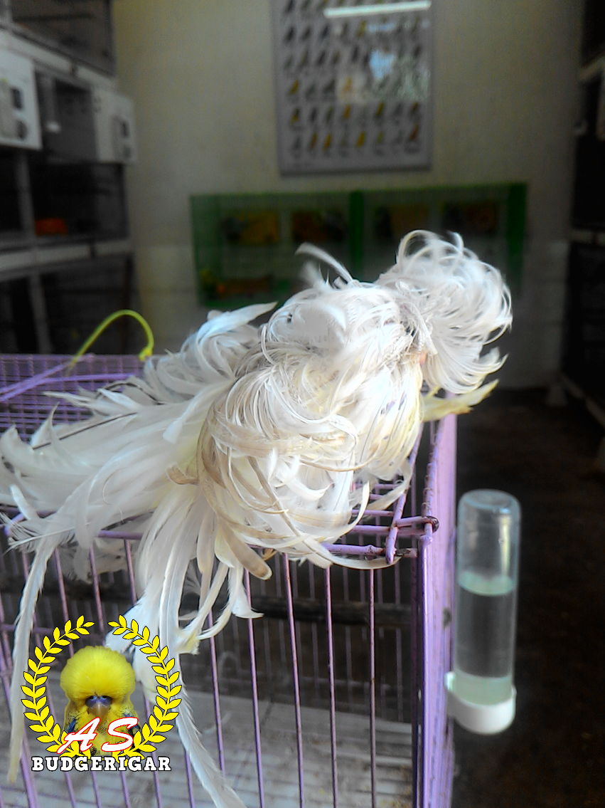 My Feather Duster Budgie Sembang Budgies & Cockatiels