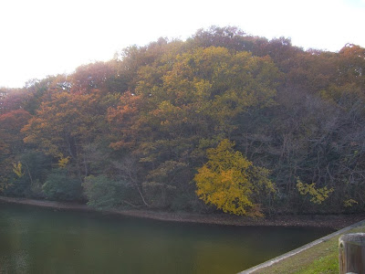 大阪府・府民の森〔緑の文化園〕むろいけ園地 室池の紅葉