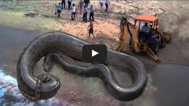 OMG!! The biggest giant anaconda found in coast area in 2015 (SEE VIDEO