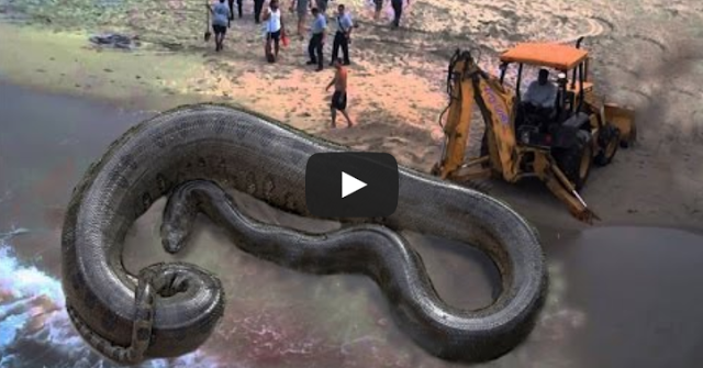 OMG!! The biggest giant anaconda found in coast area in 2015 (SEE VIDEO