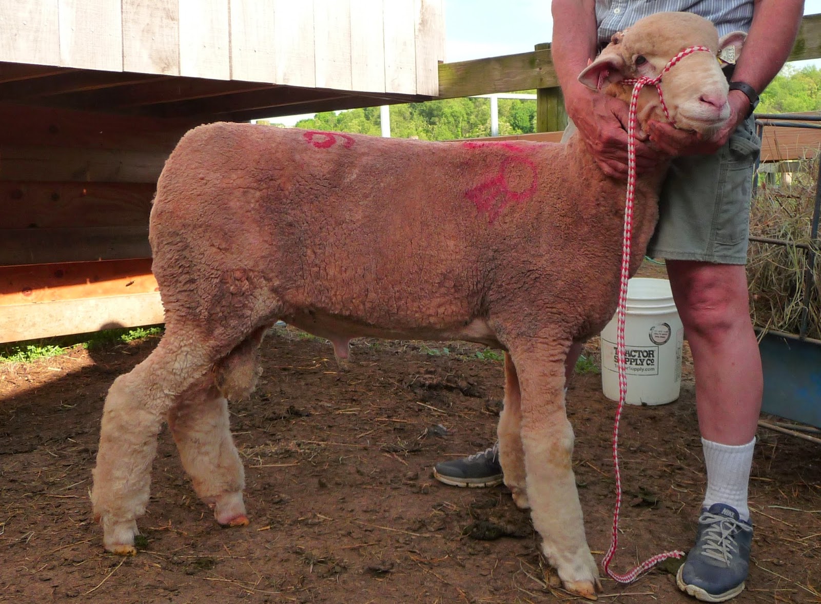 Wild Rose Farm New Rambouillet Ram Comes Home!