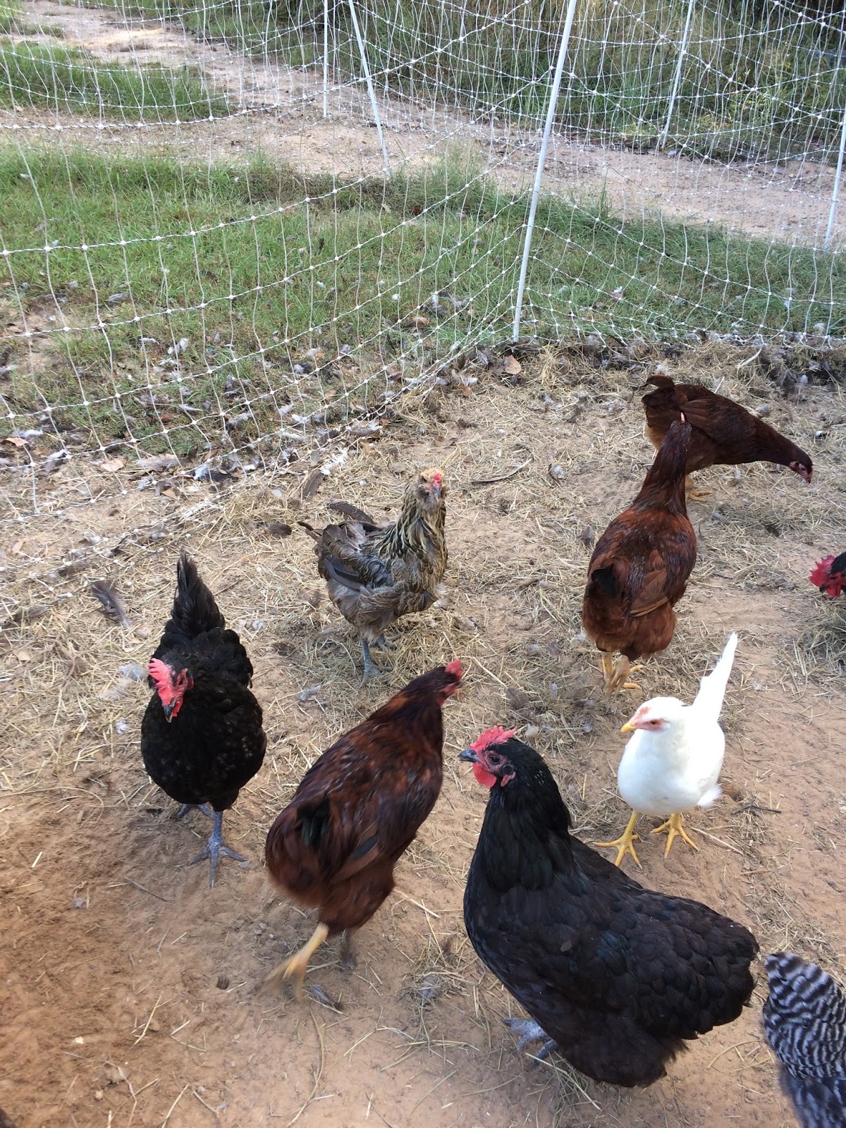 We Love Texas Dead Rooster