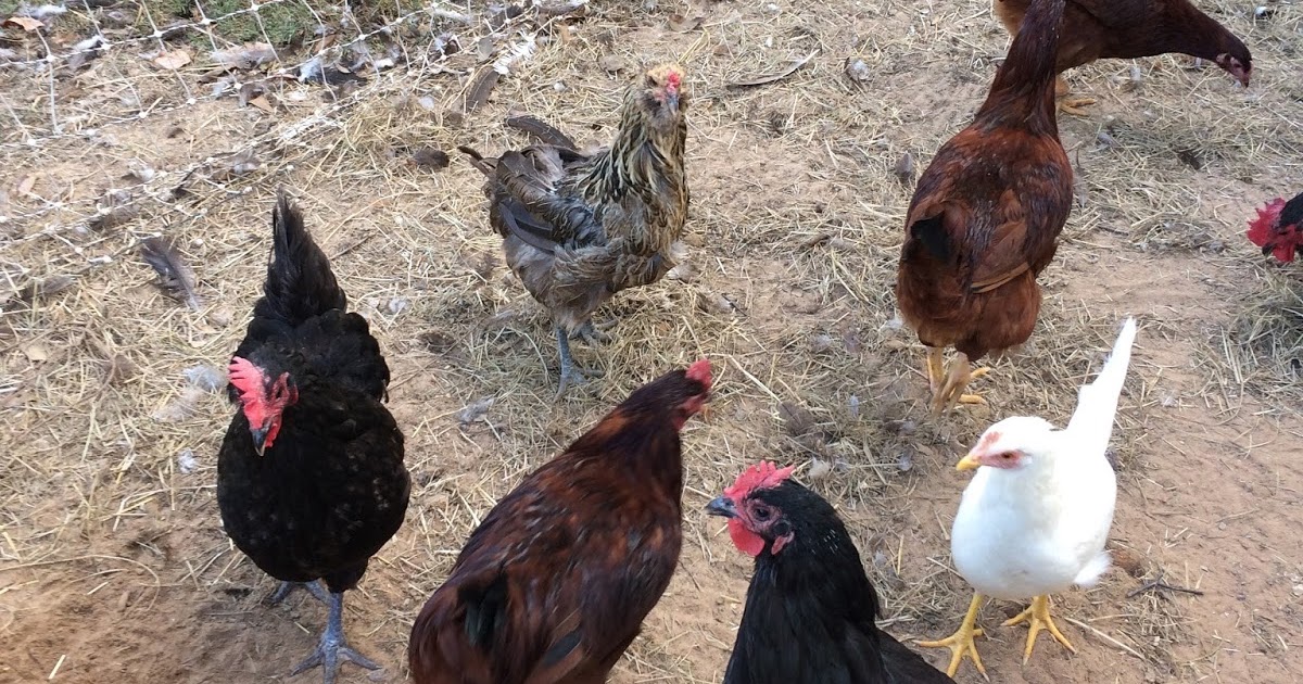 We Love Texas Dead Rooster