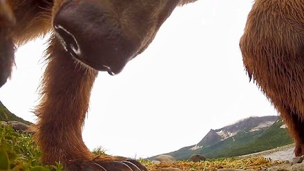 Nur ein Grizzly Bär der versucht eine GoPro zu fressen ( 2 Video )
