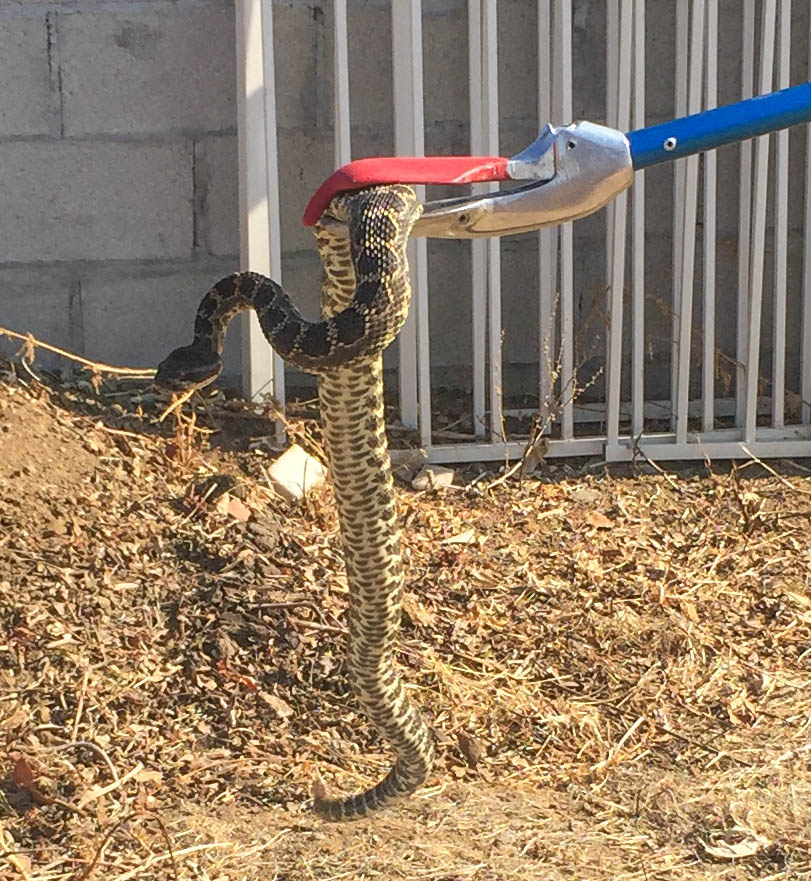 Cannundrums: Southern Pacific Rattlesnake - Redlands 2017
