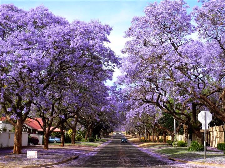 le paulownia ,……… arbre de l'avenir Paulownia, un le paulownia ,……… arbre de l'avenir Paulownia, un