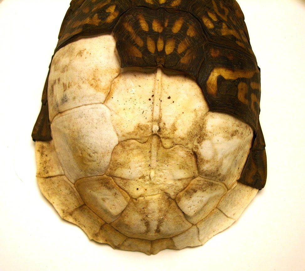 Turtle shell. Максфрант Turtle-Shell. Tortoise Shell. Tortoise Shell канцелярия. Cracked Turtle Shell.
