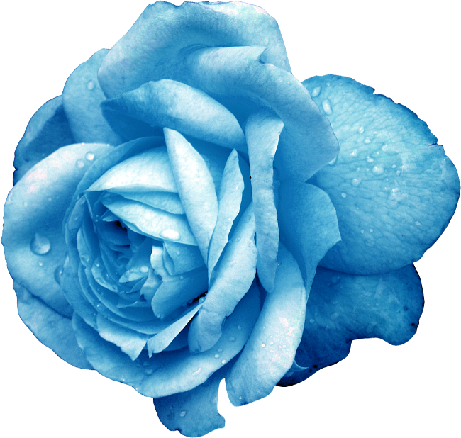 ForgetMeNot: Flowers - Roses blue
