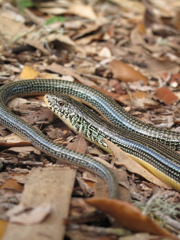 Life is short, but snakes are long Lizards of glass