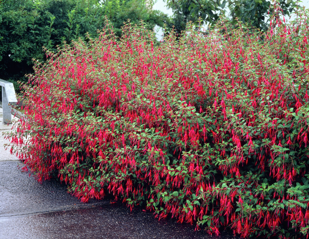 HOW TO GROW FUCHSIA MAGELLANICA 'Riccartonii' The Garden of Eaden