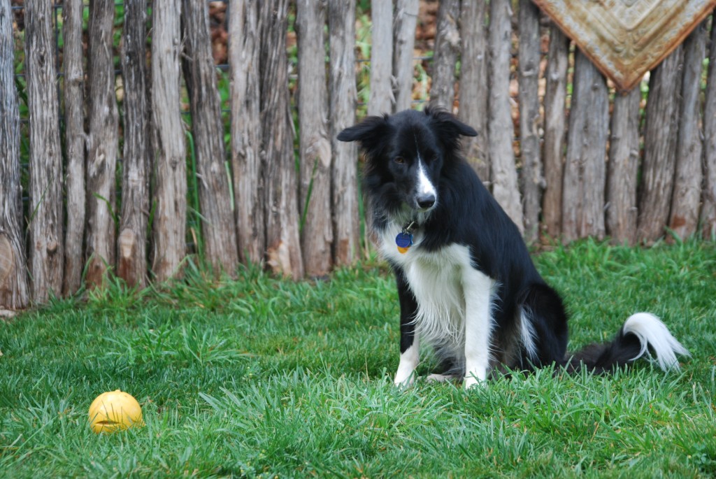 Rebound Hounds Playtime For Blind Dogs!