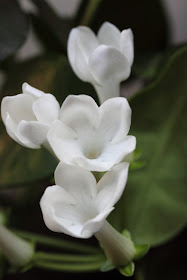 Stephanotis floribunda (Madagascar jasmine) flowers top