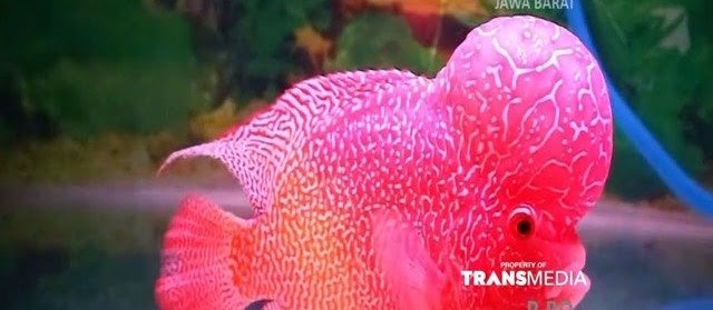 Gambar Ikan Louhan Cencu, Kamfa, Golden Red, Golden Base, Anakan