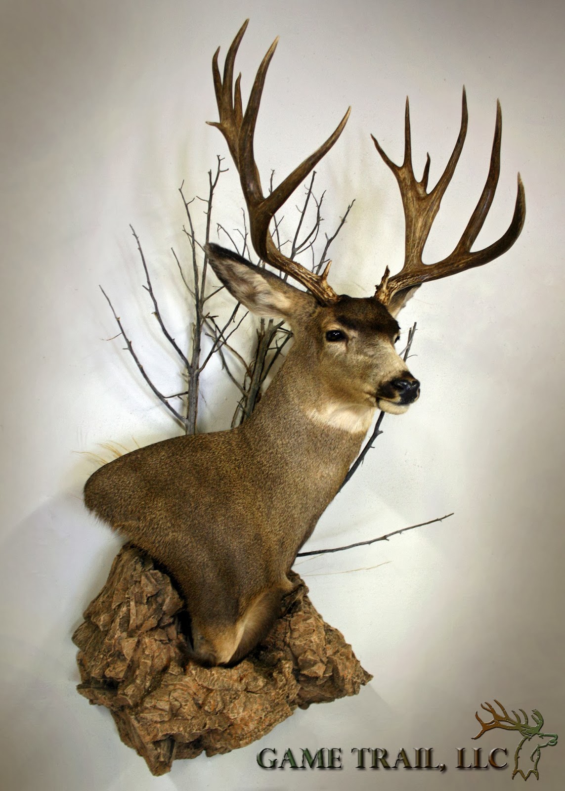 Game Trail Taxidermy Deer Mounts