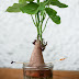 Growing Sweet Potato in Water