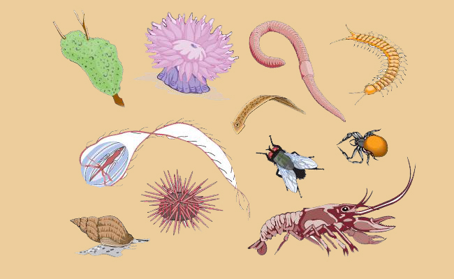 Apa yang Dimaksud dengan Hewan Invertebrata?