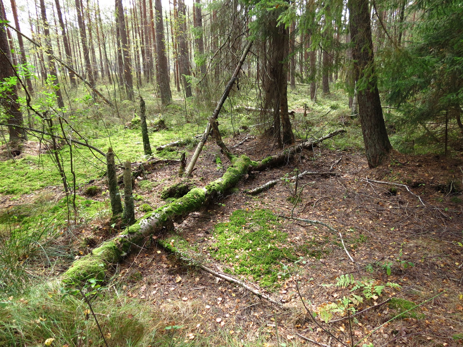 Kanał Augustowski w Pięknej Krainie Rezerwat Przyrody 