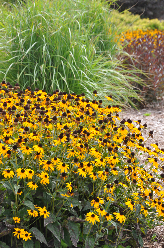 Three Dogs in a Garden Favourite Ornamental Grasses, Part 2 Cultivars Old & New