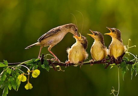 Mengenal Dekat Burung Cici Padi Merah Saat Masa Kawin Den Family