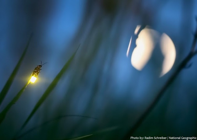 Fakta menarik tentang kunang-kunang berikut Membuat Kita Berkata “WOW”!