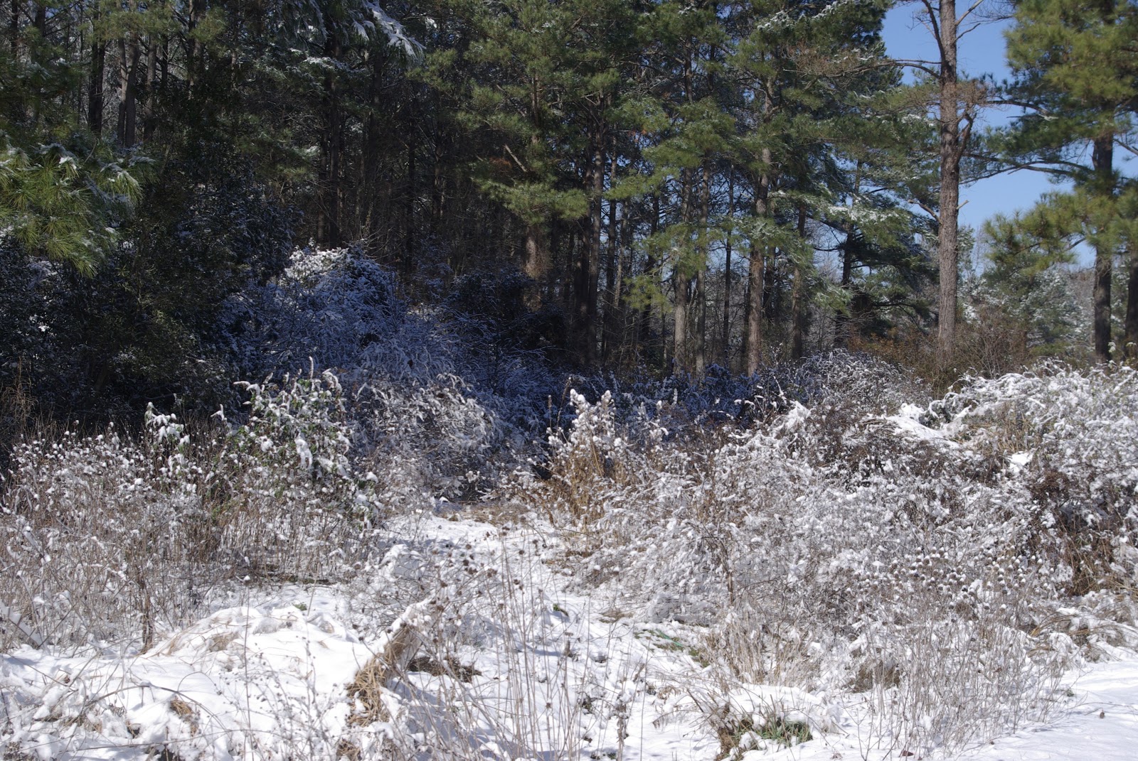 sweetbay Snow and flowers