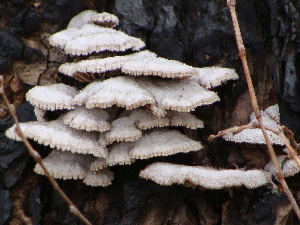 Schizophyllum commune DSC31047