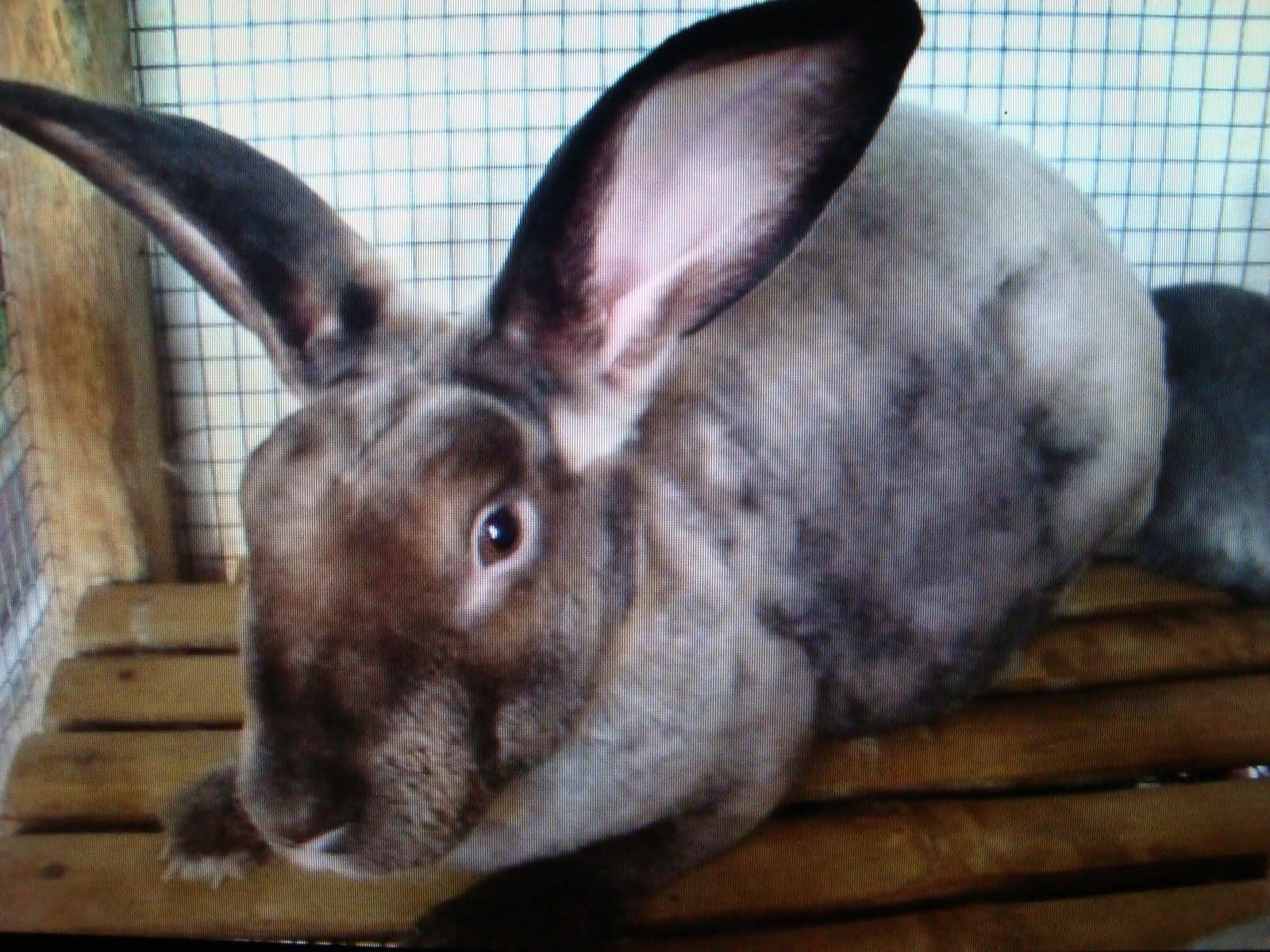 Indonesian Rabbit: Reza ( New Rabbit Breed from Indonesia )