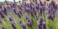 http://ochomilessuabia.blogspot.com.es/2014/01/lavanda.html