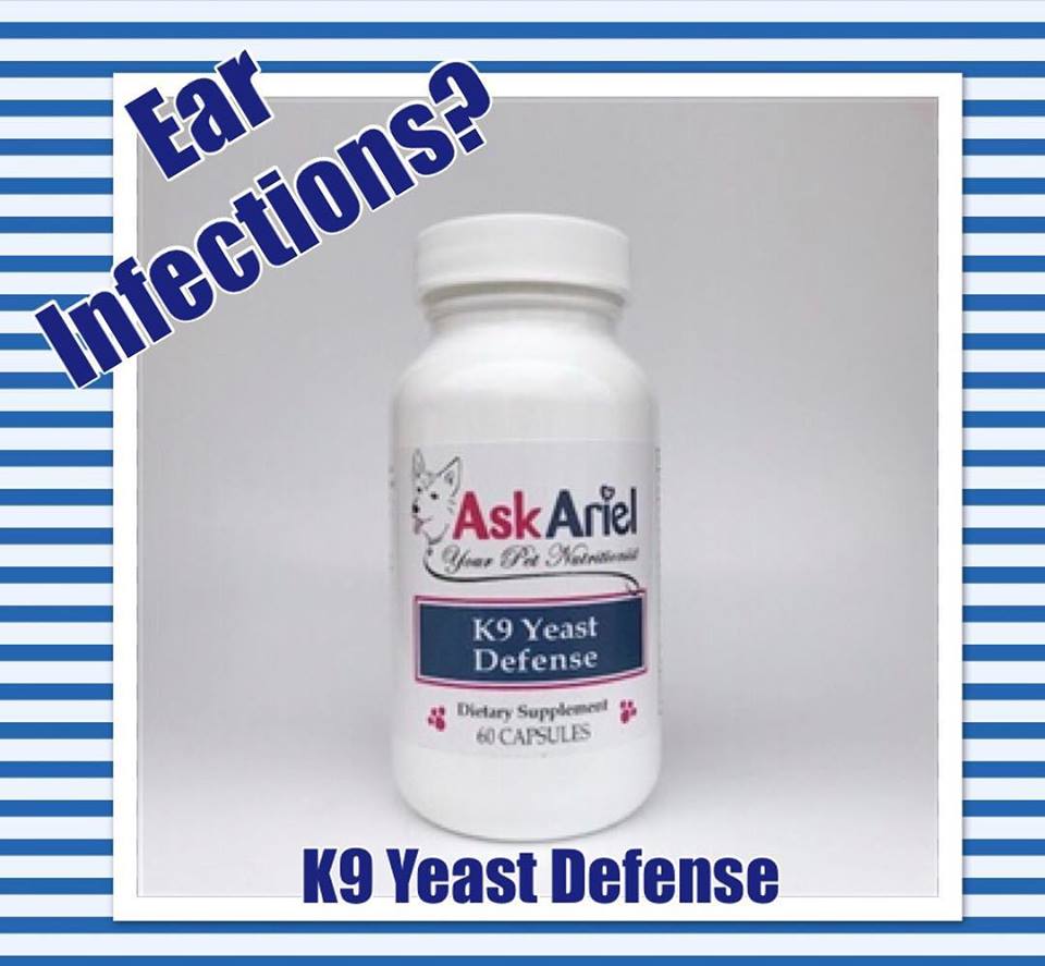 Natural Treatments For Dog Ear Infections and Yeast Holistic Vet and
