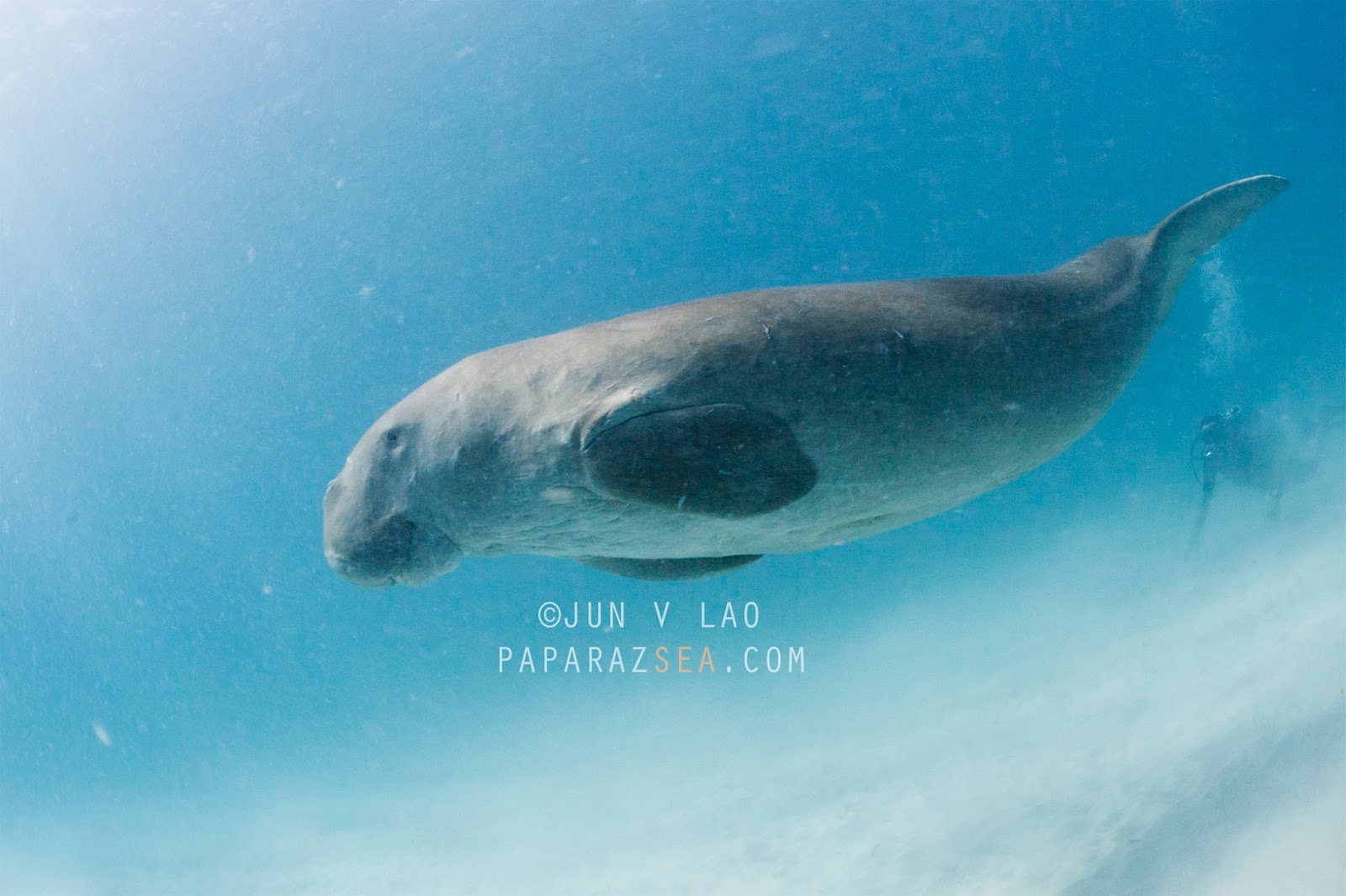 Dugongs in Busuanga Trip Report - PaparazSea