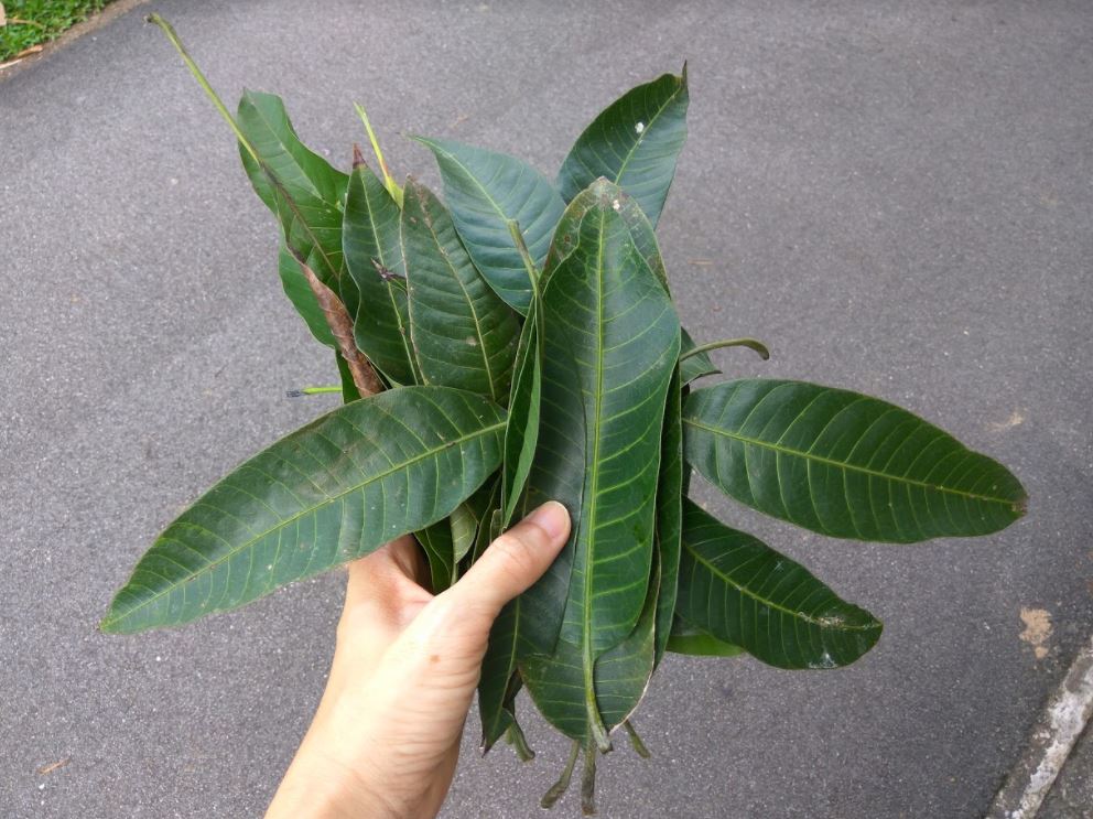 Dyeing with Mango Leaves