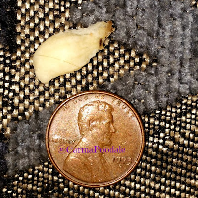 piece of paper bedding lodged in guinea pig penis