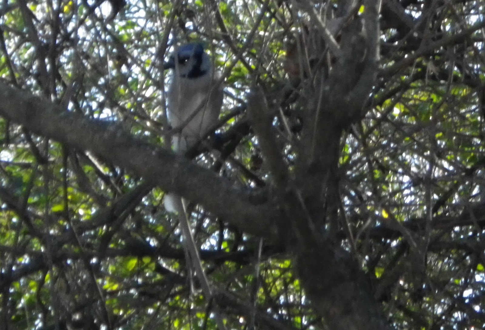 Northwest Arkansas Audubon Society Christmas Bird Count in Northwest