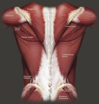 BACK MUSCLES ANATOMY - JACKED 4EVER