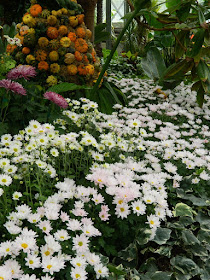 Massed white mums on display at 2016 Allan Gardens Conservatory  Fall Chrysanthemum Show by garden muses-not another Toronto gardening blog