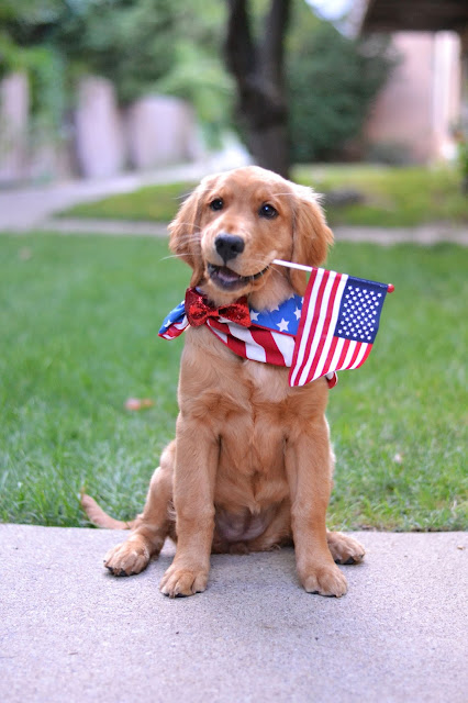 Patriotic Puppy - He and Me