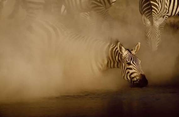 Cool And Amazing Photographs | Greg Du Toit Seen On www.coolpicturegallery.us