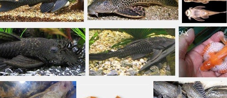 24 Jenis Ikan Sapu Sapu (Pleco) dan Manfaatnya yang Jarang Diketahui