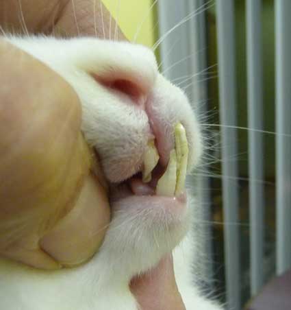 The Diary of an RSPCA Guinea Pig: Day 28: Hay, hay, everywhere!