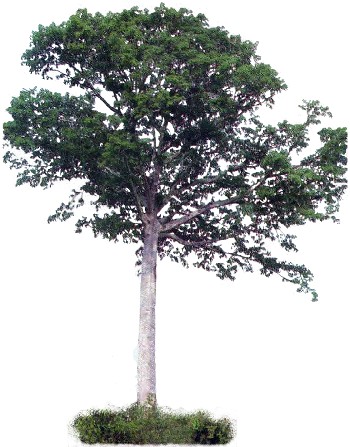 Sumaúma (Ceiba pentandra) Sumaúma (Ceiba pentandra)