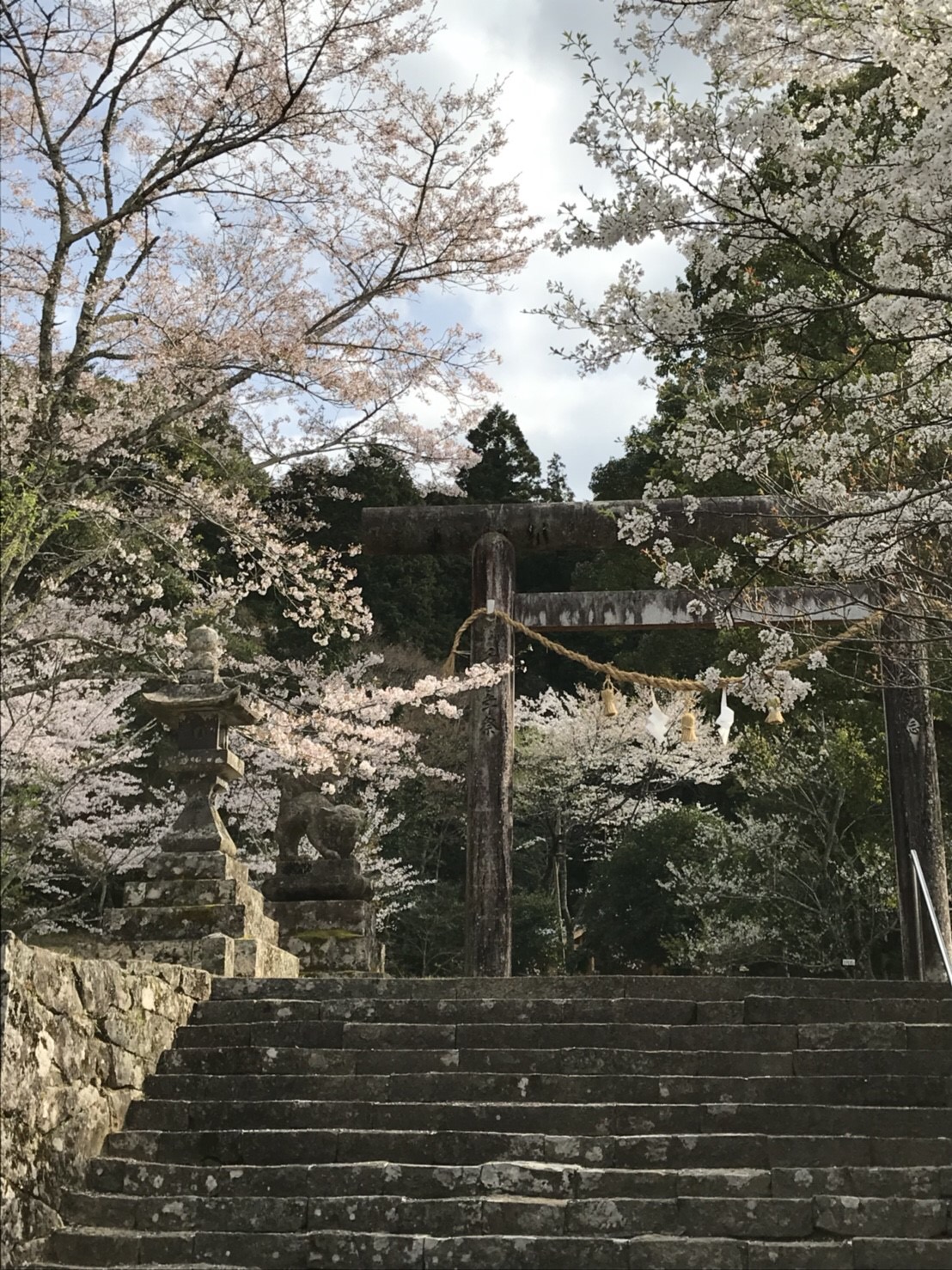 伊達博通信 伊達桜