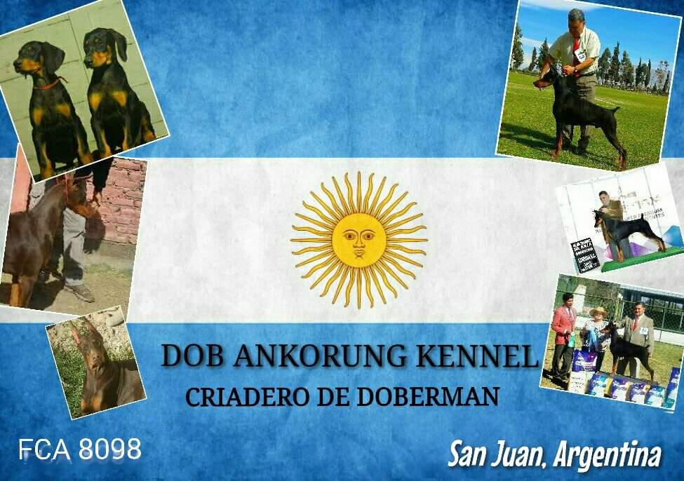 DOB ANKORUNG KENNEL - SAN JUAN - ARGENTINA