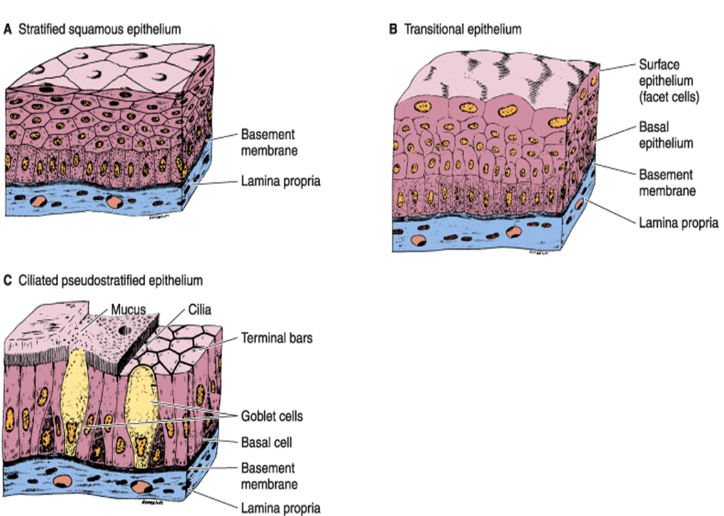 MBBS Medicine (Humanity First) EPITHELIUM