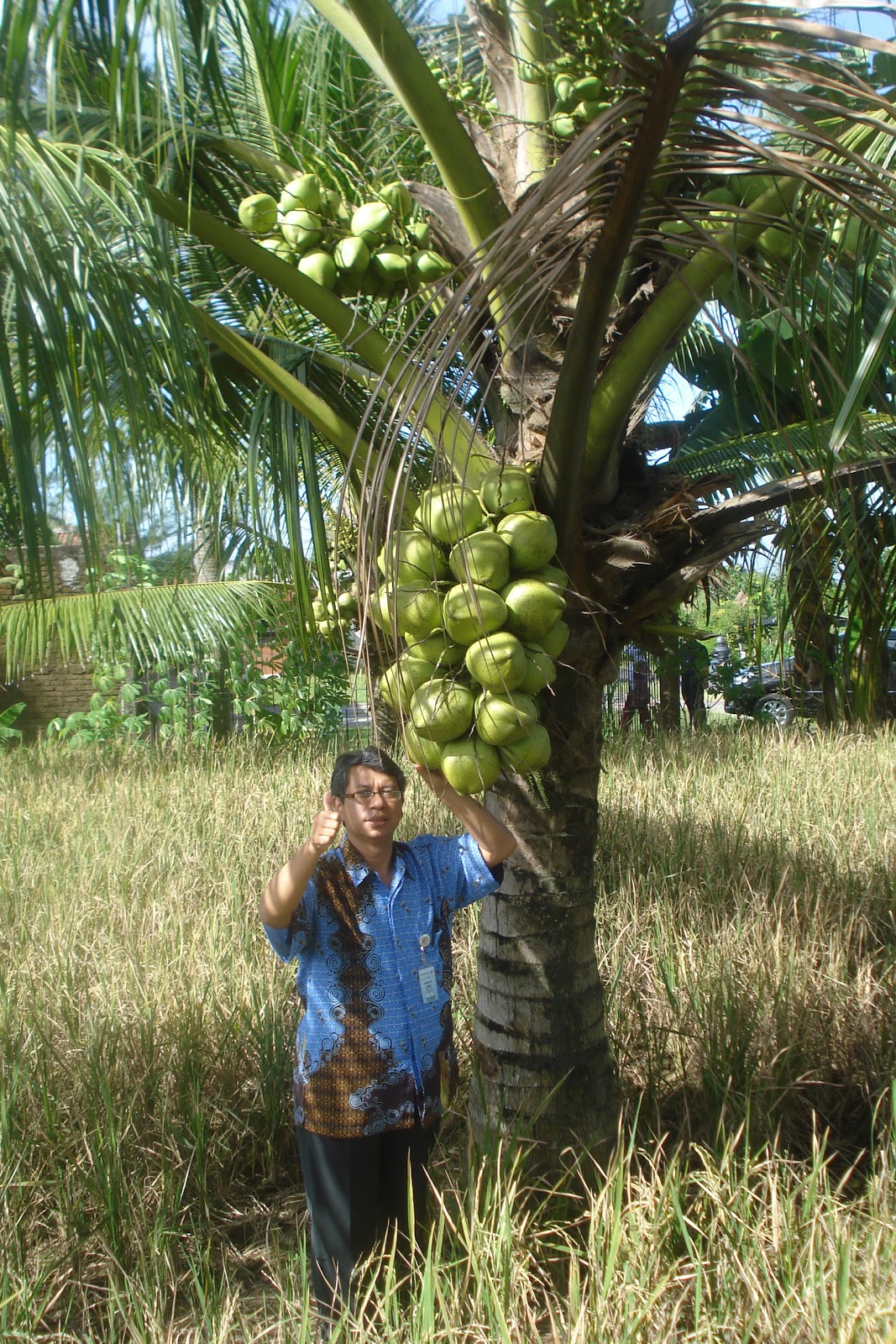 PELATIHAN PENINGKATAN PRODUKTIVITAS TANAMAN POHON KELAPA ~ SUKSESMULIA