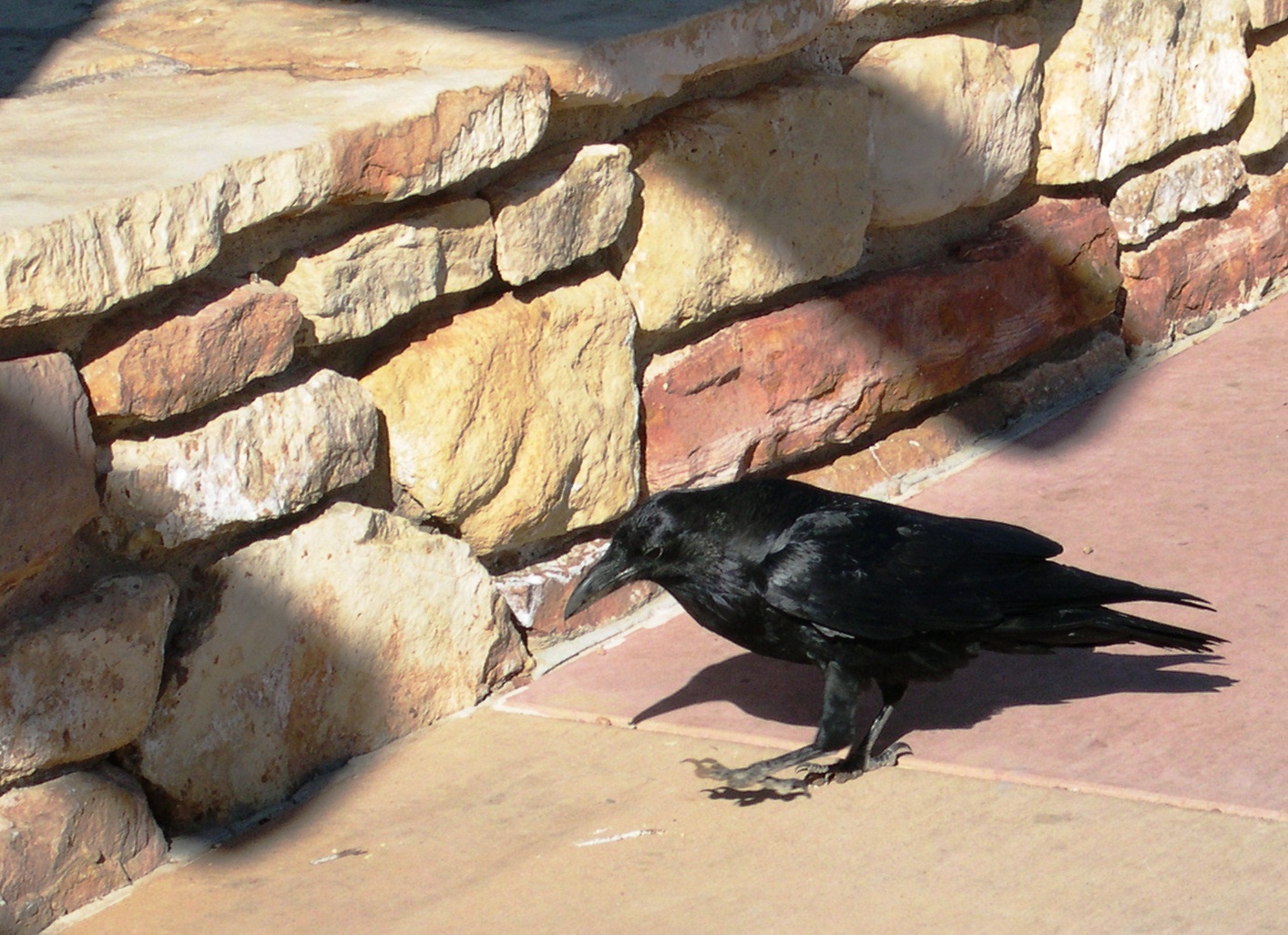 The Crazy Bear Chronicles: Ravens are people too, but do not call them