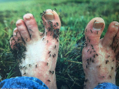 Mückenplage im Sommer Urlaub witzig - kleine Plagegeister