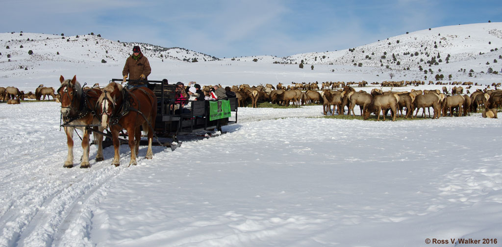 Ross Walker photography Elk at Hardware Ranch