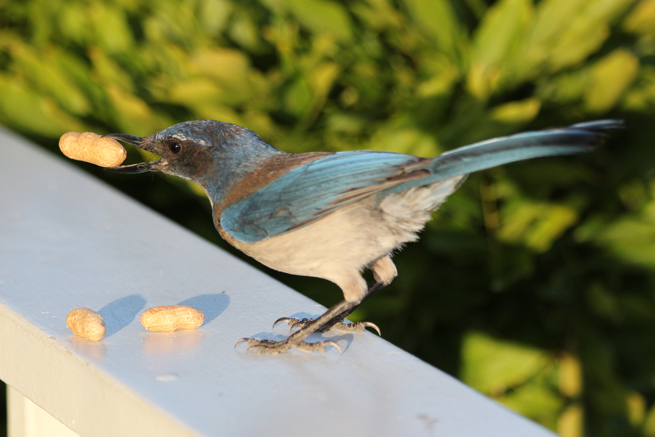 BirdCam on Cheltenham Western ScrubJays and Peanuts